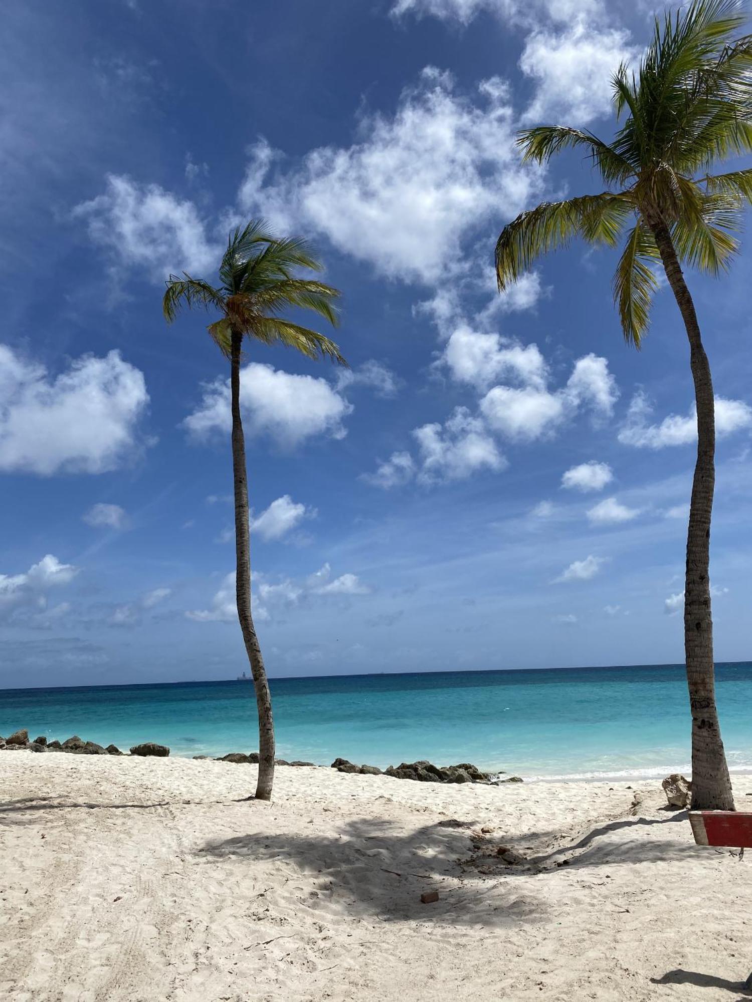 Movida Inn Aruba شاطئ بالم الغرفة الصورة